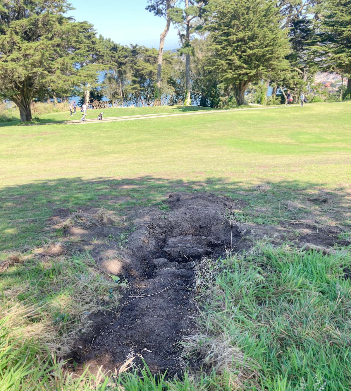 Depression in golf course turf