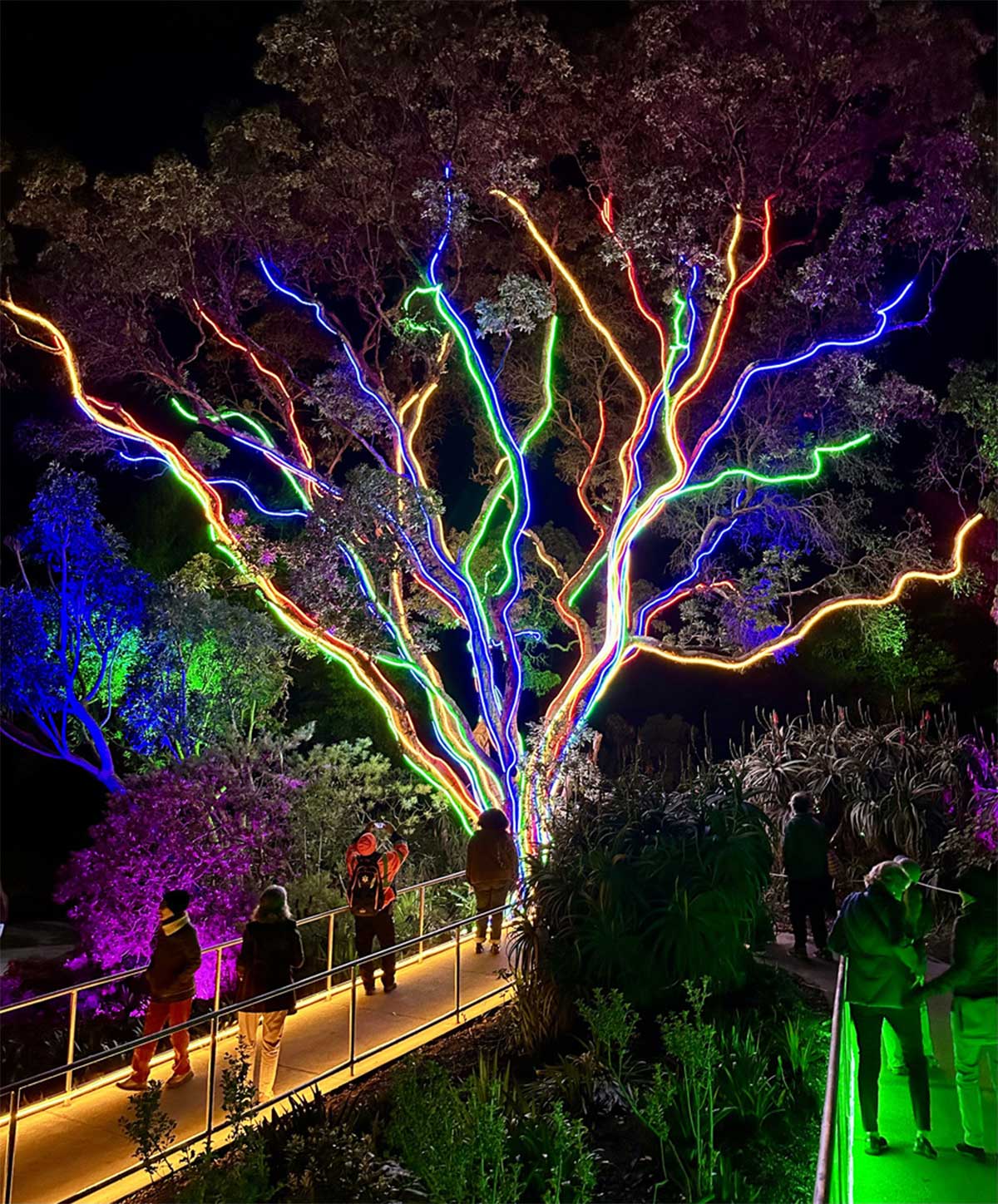 Lightscape in Golden Gate Park
