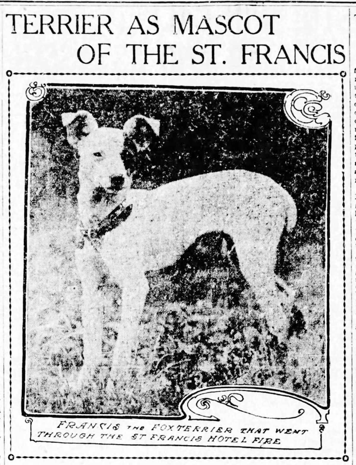Newspaper photo of Francis the earthquake-surviving dog