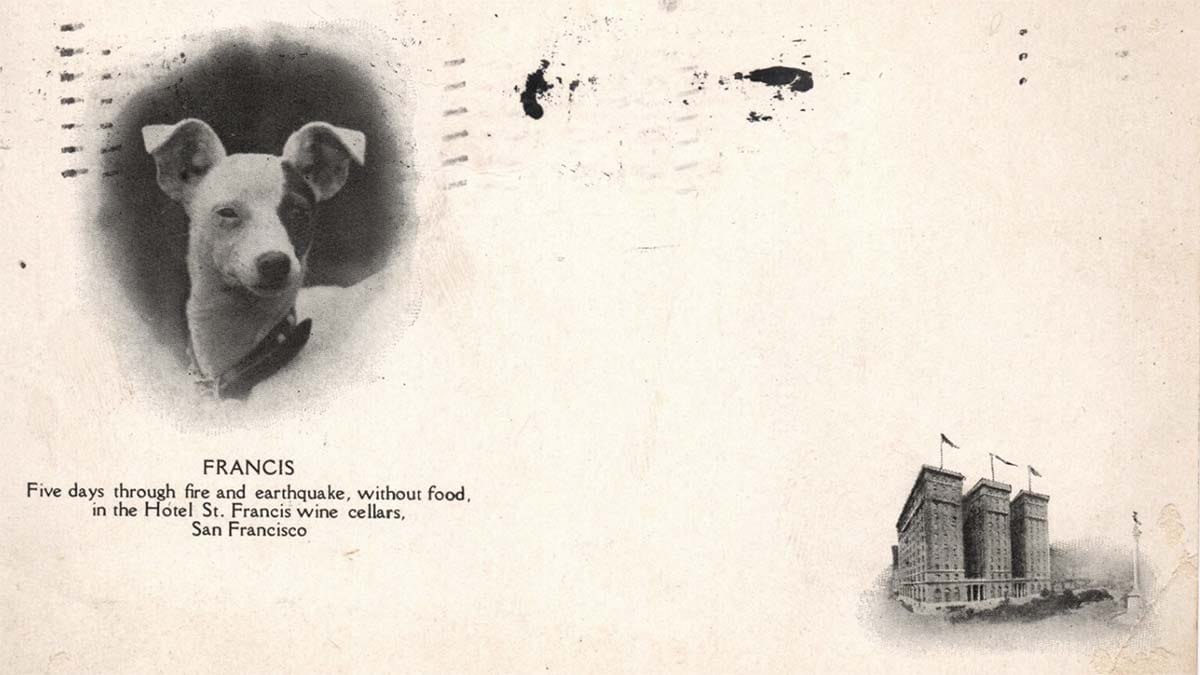 Postcard featuring Francis the dog and the St. Francis Hotel