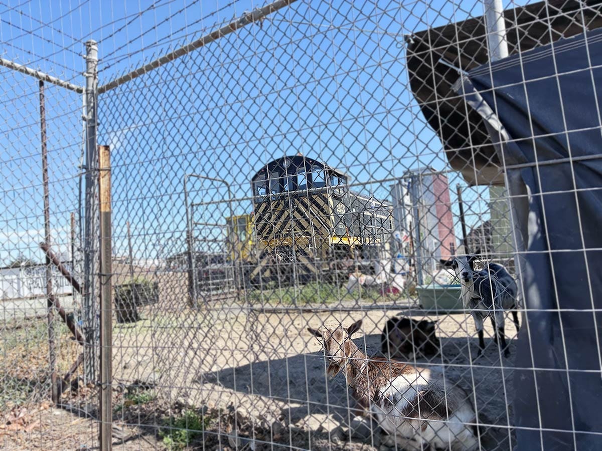 State Belt locomotives and goats