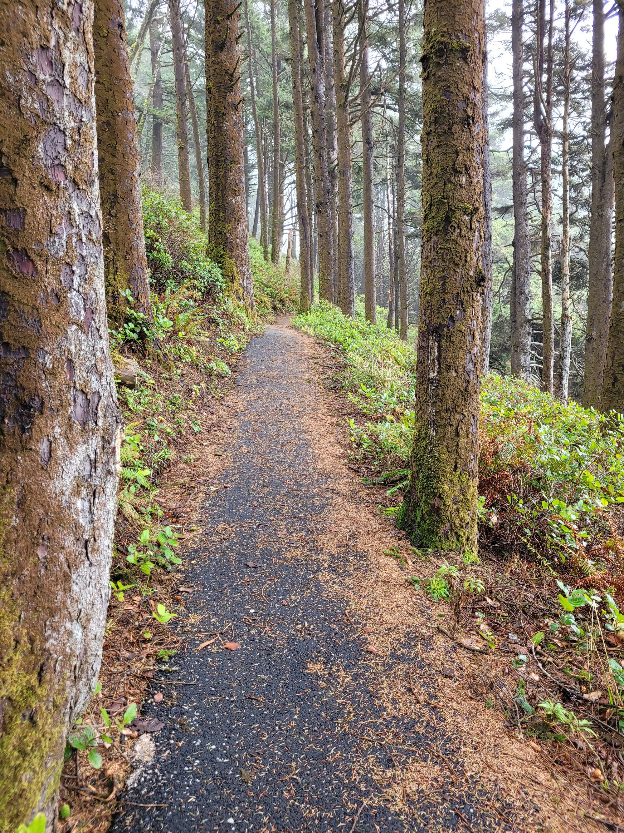 Paved track on the Oregon Coast