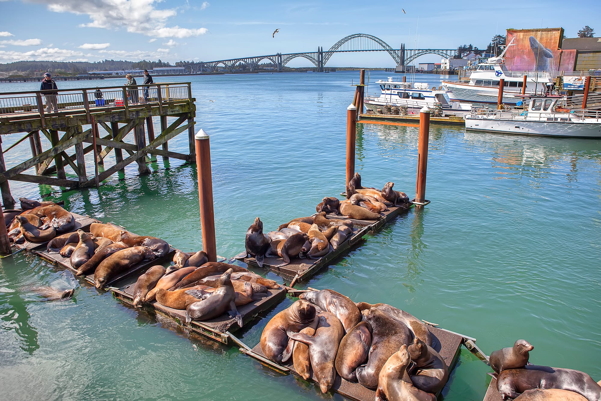 Sealions at the Newport Historic Bayfront