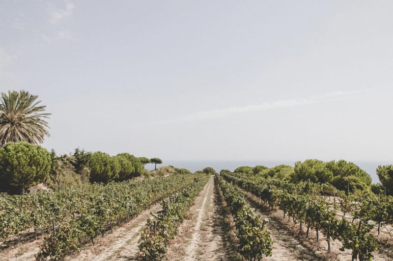 Bodega Alta Alella winery