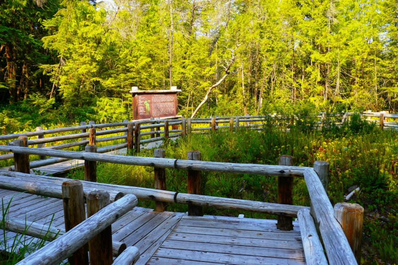 Accessible wooden paths going through Darlingtonia State Natural Site in Florence, Oregon