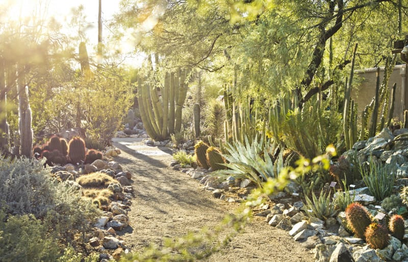 Tucson Botanical Gardens is an accessible park in Tucson