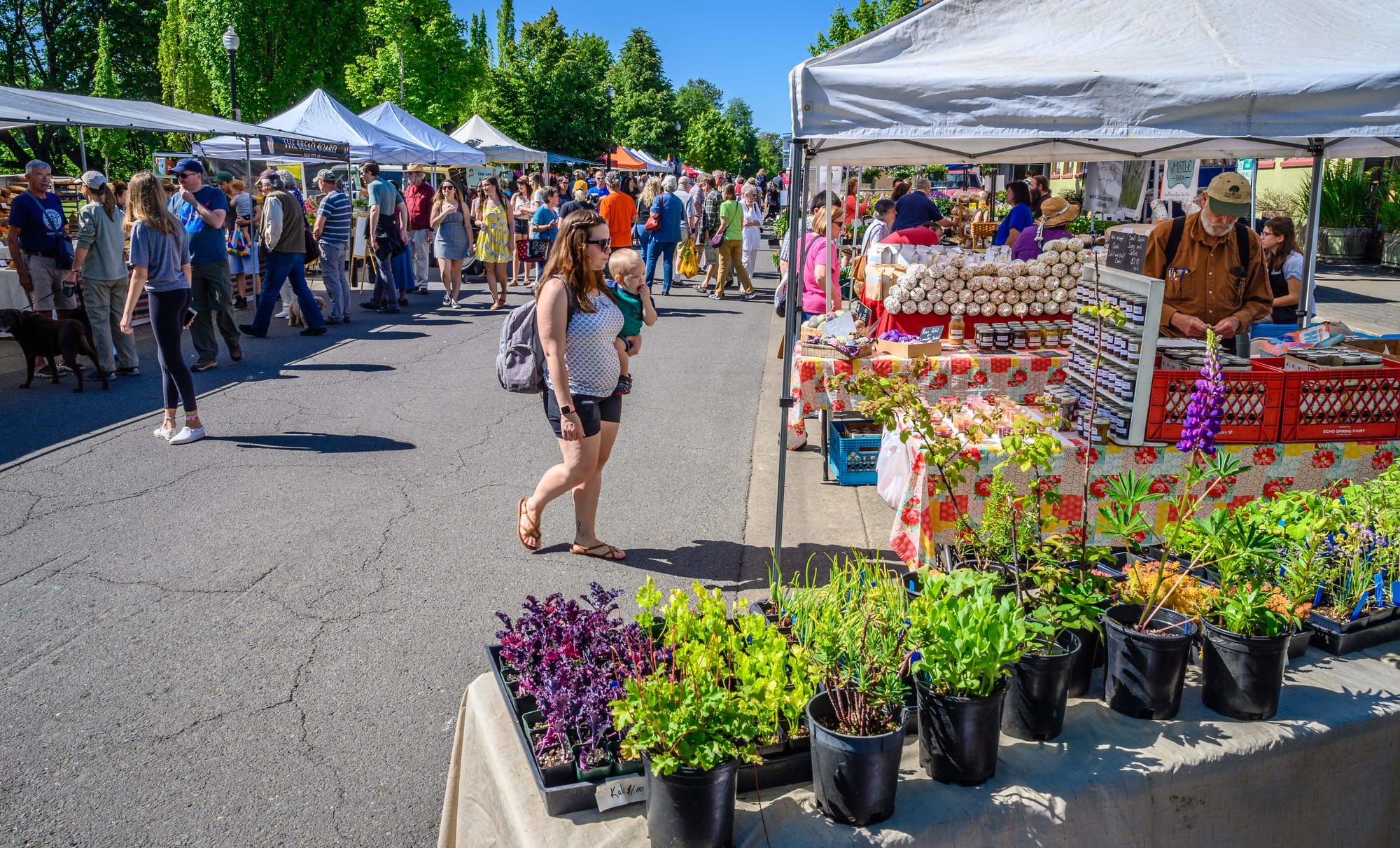 People enjoying the Corvallis Farmer's Market, Oregon