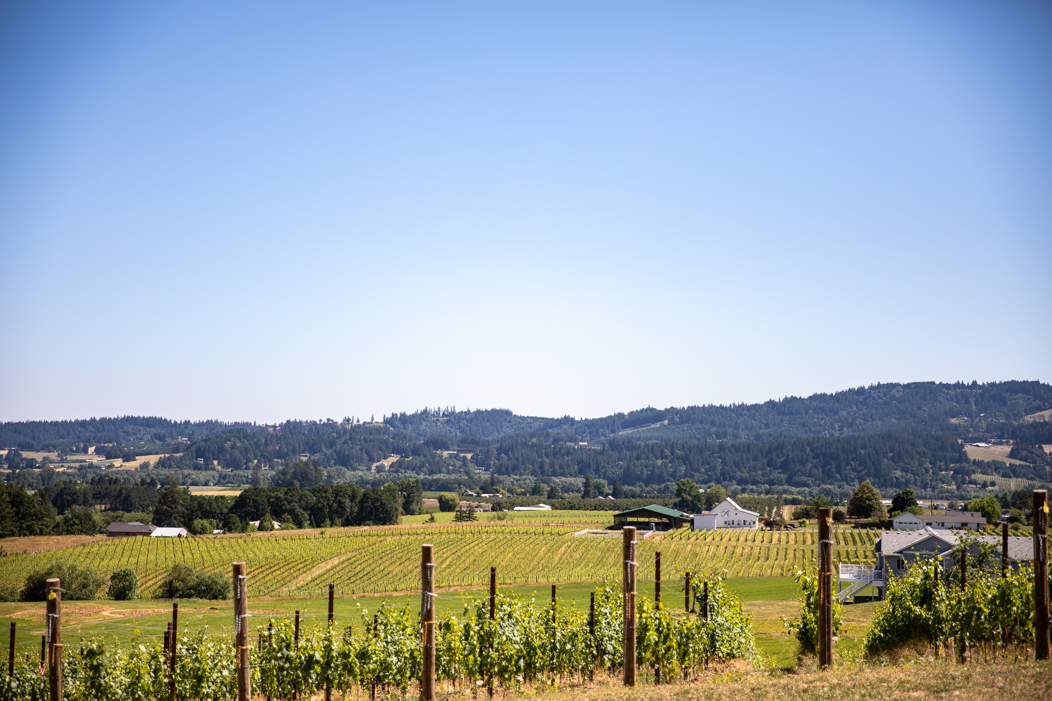A vineyard near Newberg, Oregon