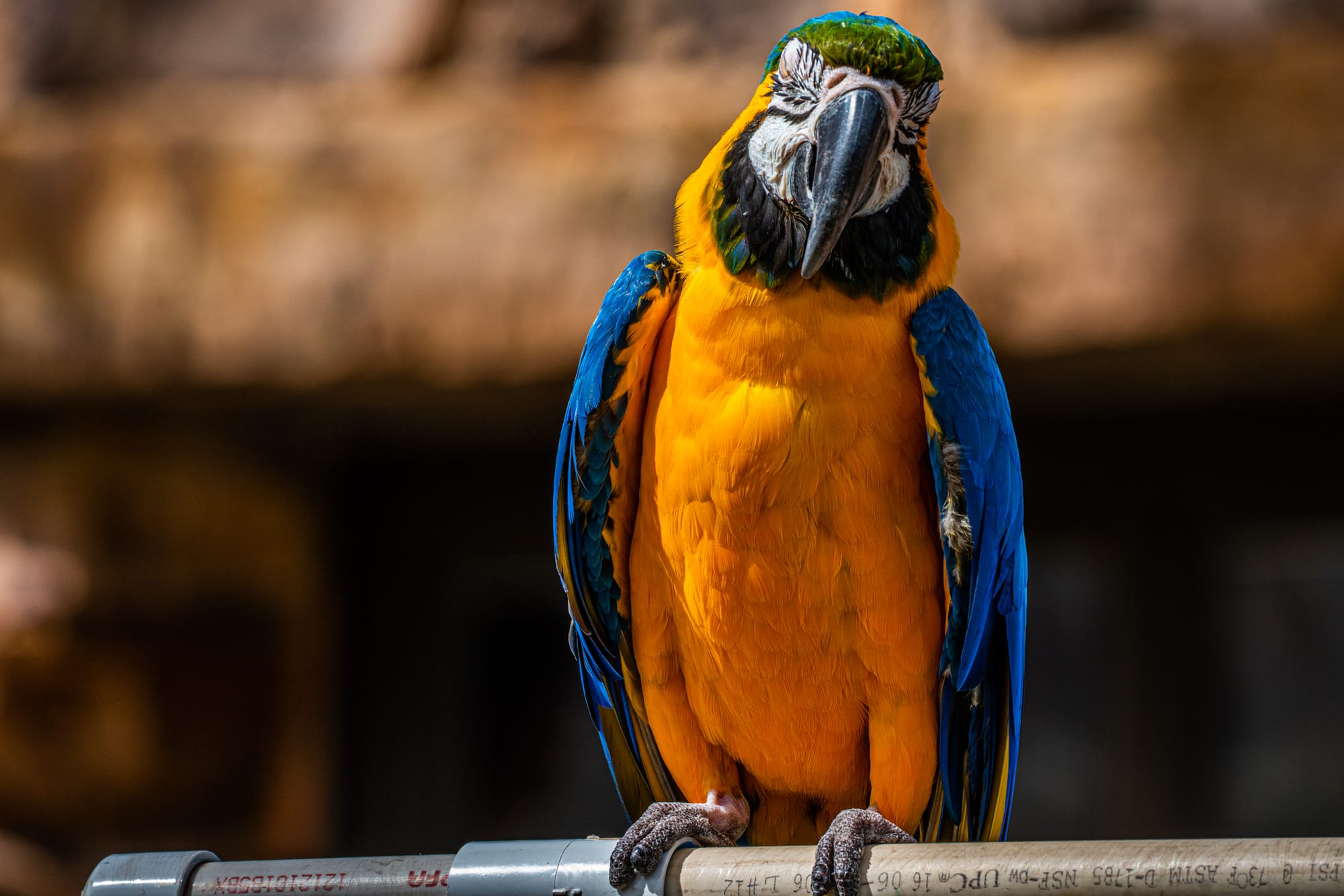 Pueblo Zoo colorful macaw