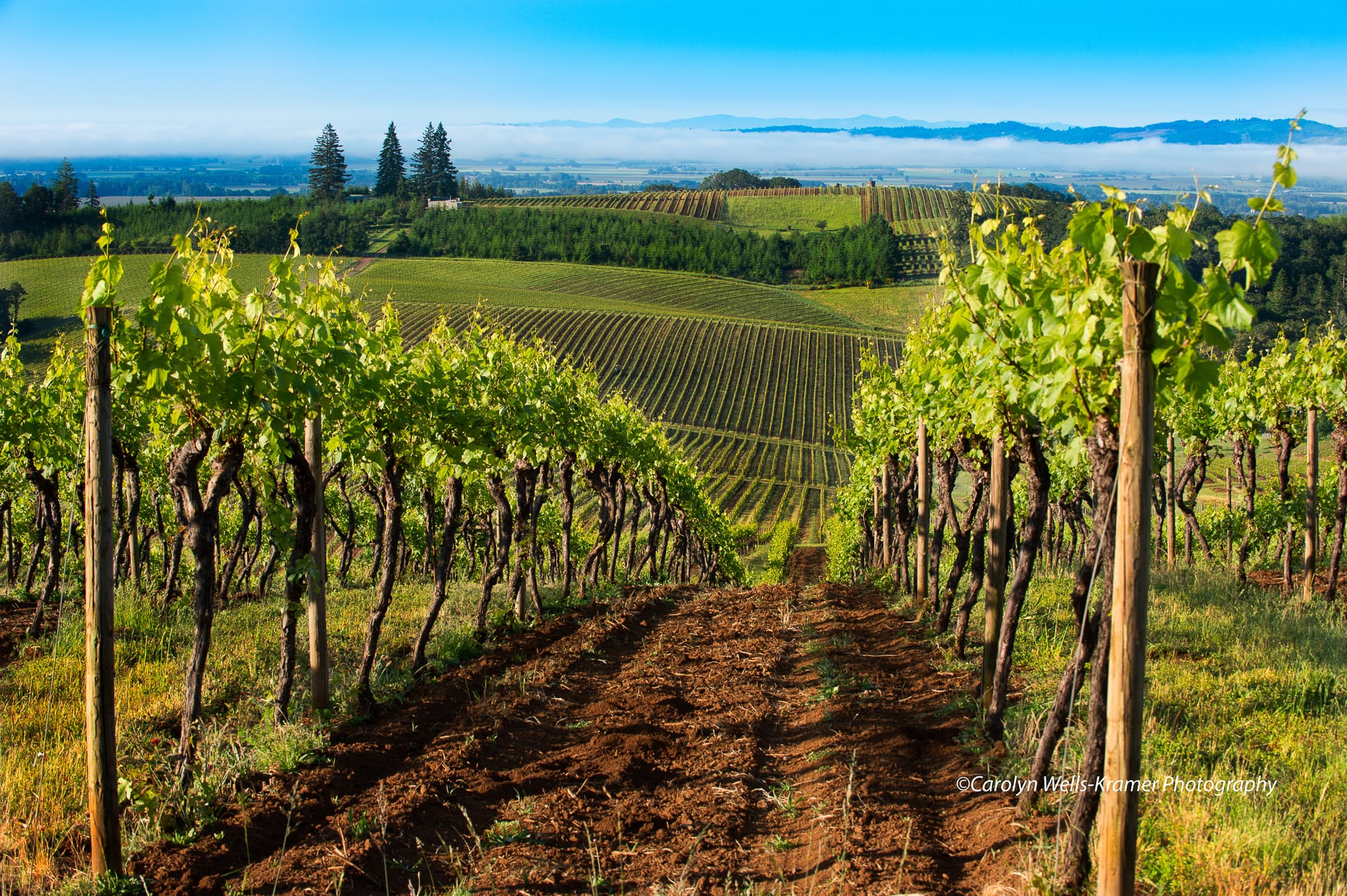 Vineyards and wineries near McMinnville, OR