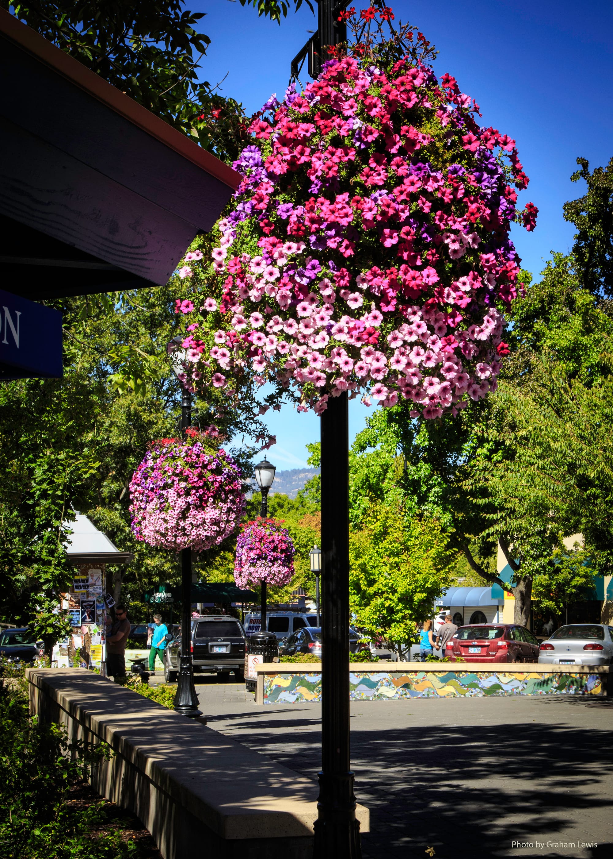 Spring flowers in downtown Ashland, Oregon