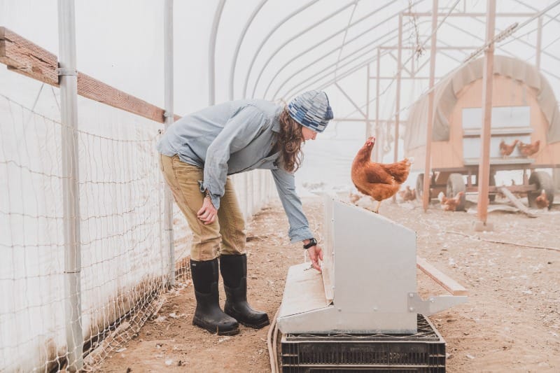 Taking care of chickens at Rainshadow Organics