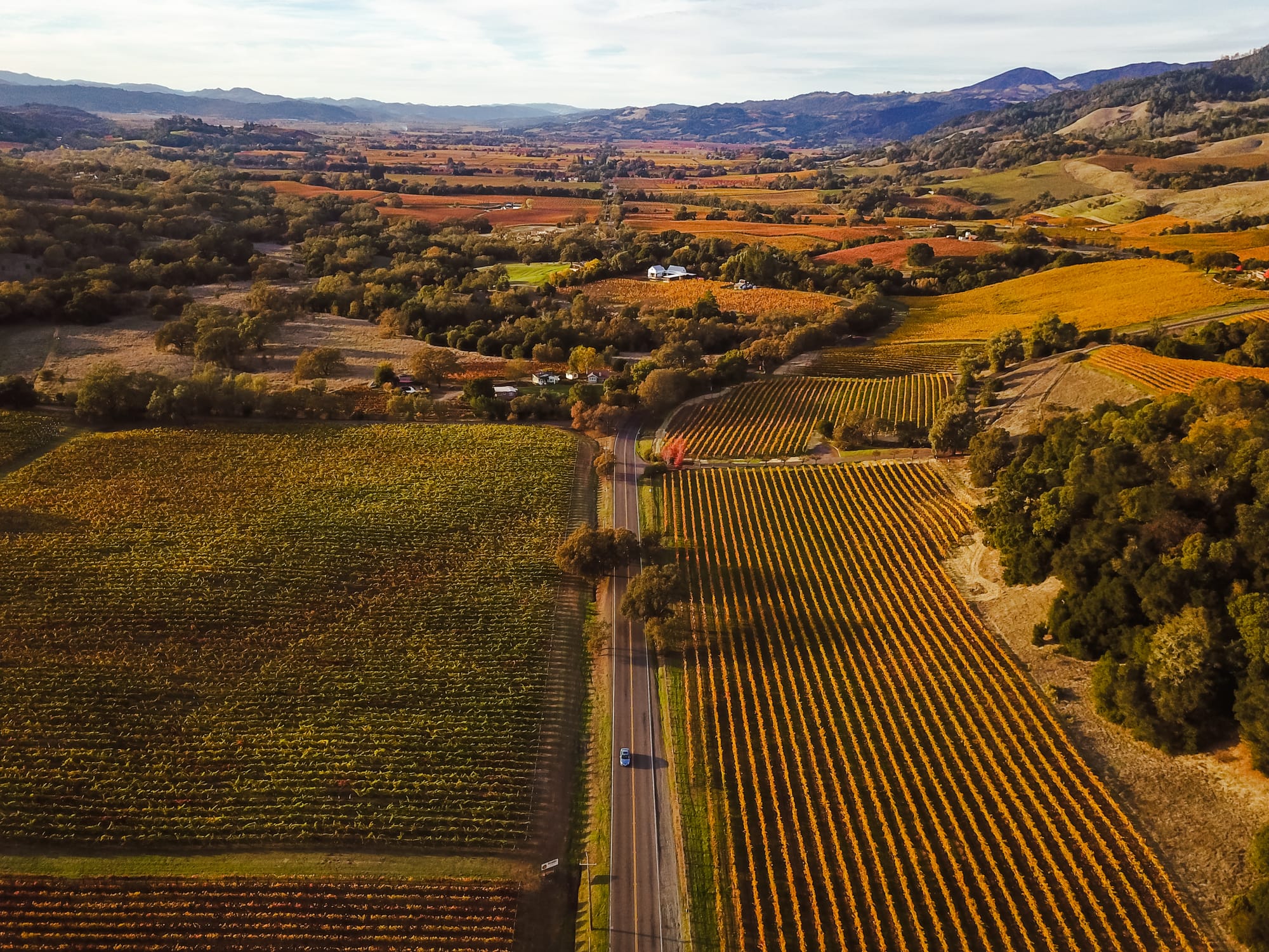 Vineyards in fall in Alexander Valley, Sonoma
