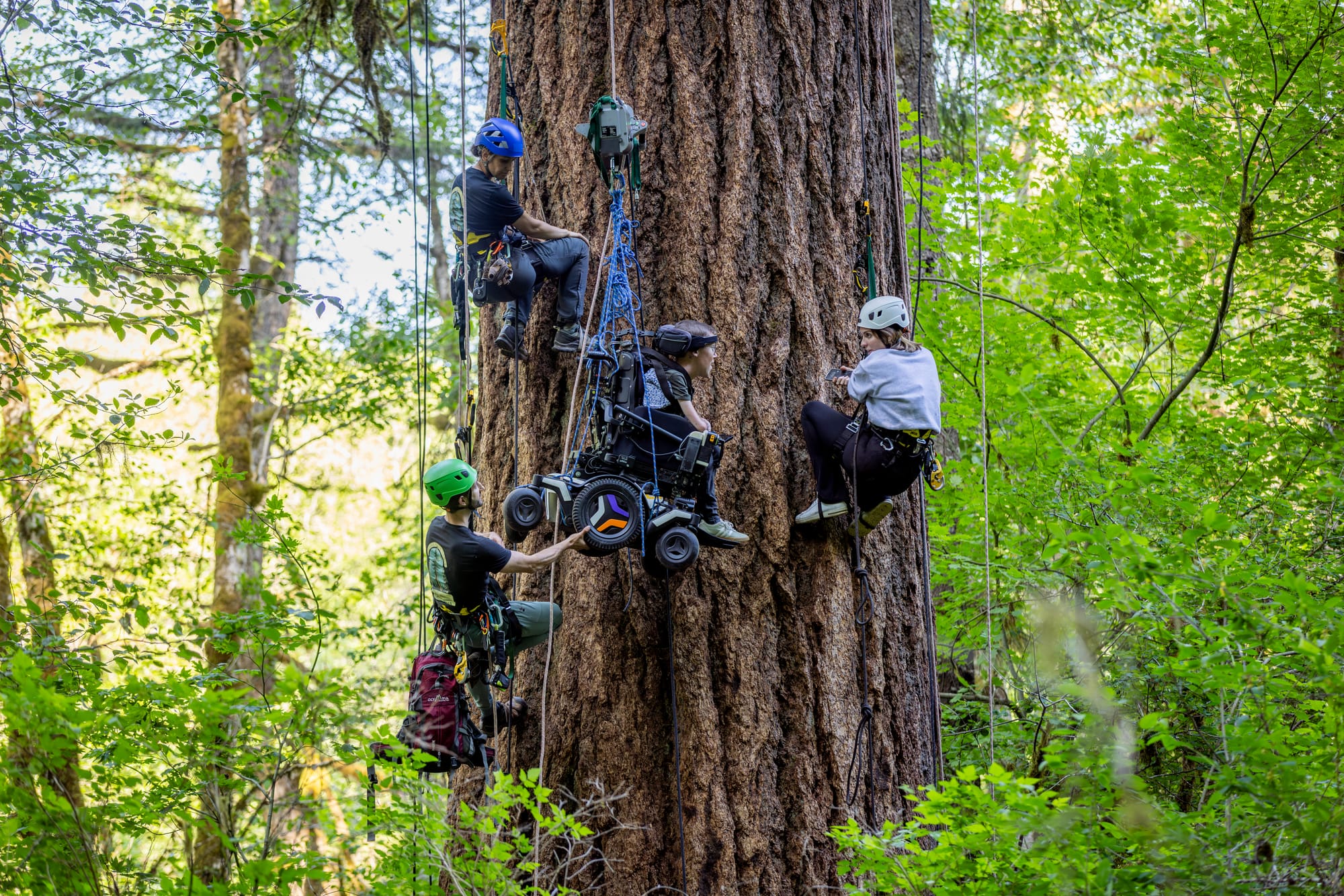 Shane Burcaw suspended in a tree with adapted tree climbing in Silver Falls State Park, Oregon