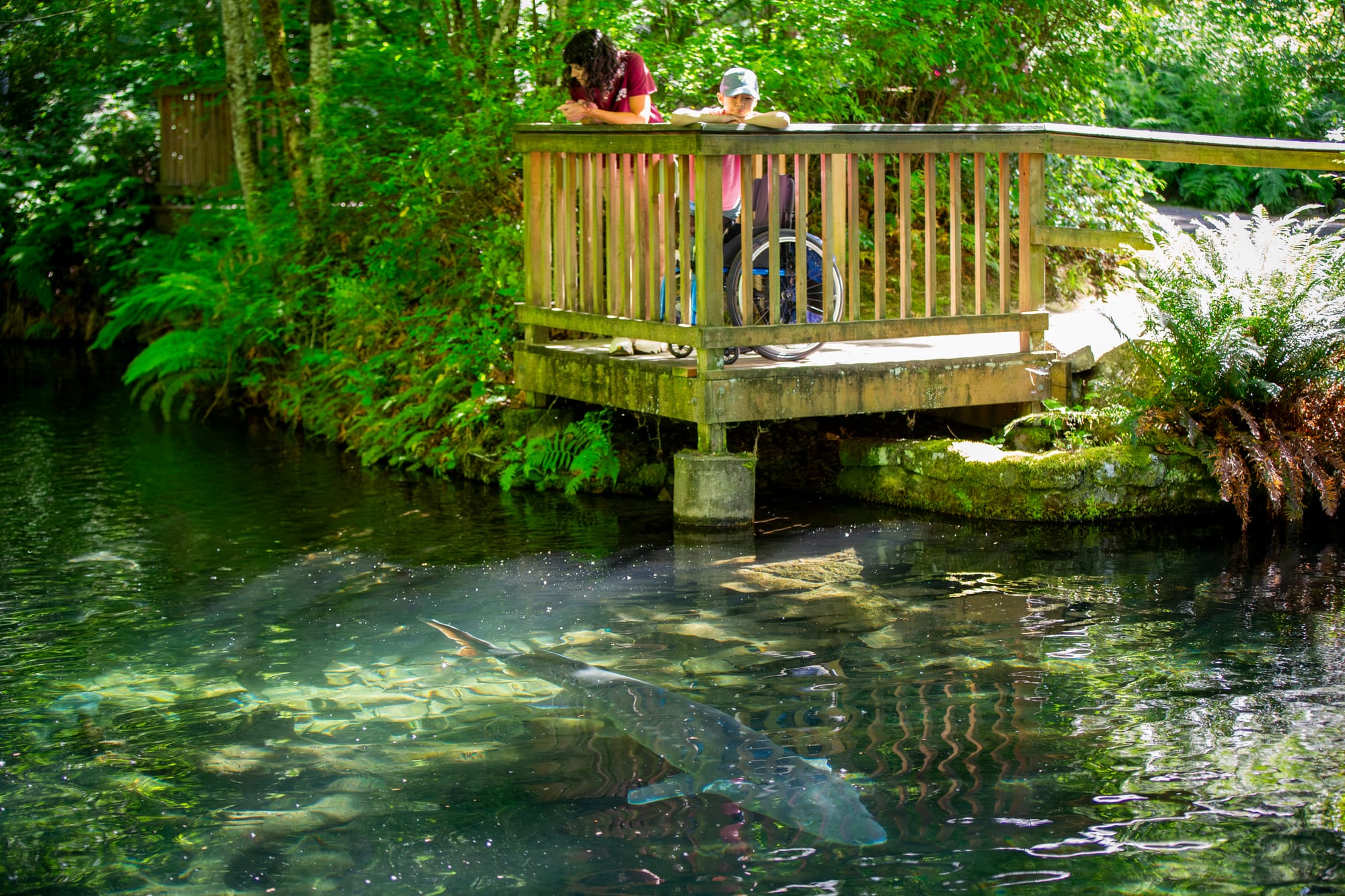 Family looking at fish at Bonneville Fish Hatchery