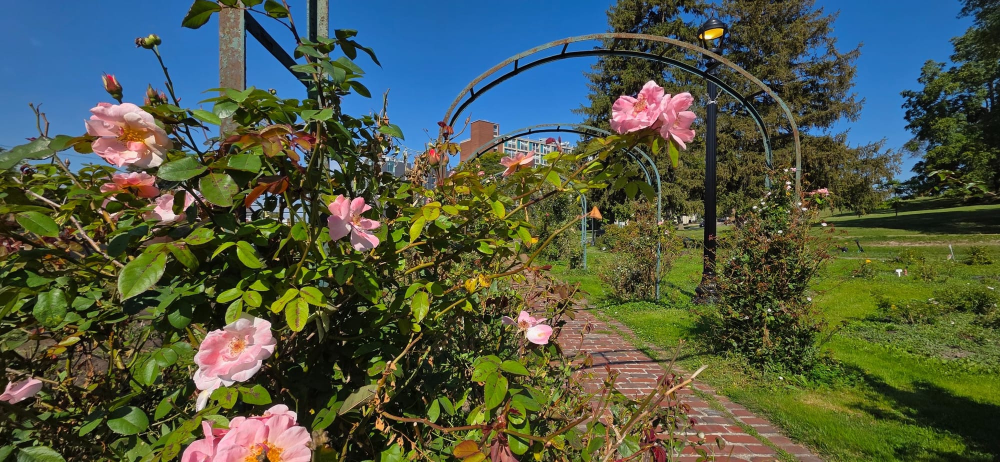Flowers and brick path at E.M. Mills Rose Garden in Syracuse