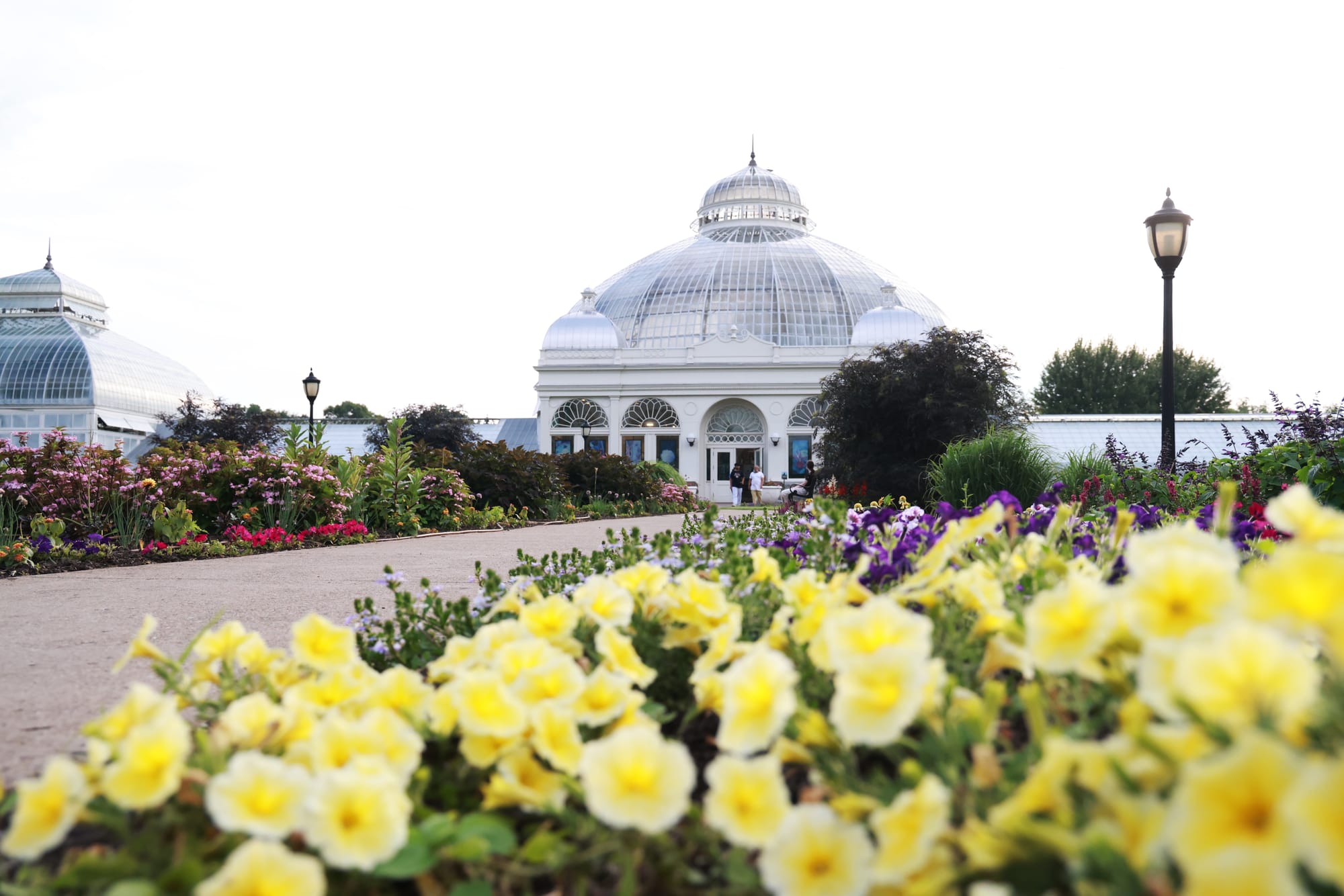 Yellow flowers and building in background at Buffalo Museum of Science