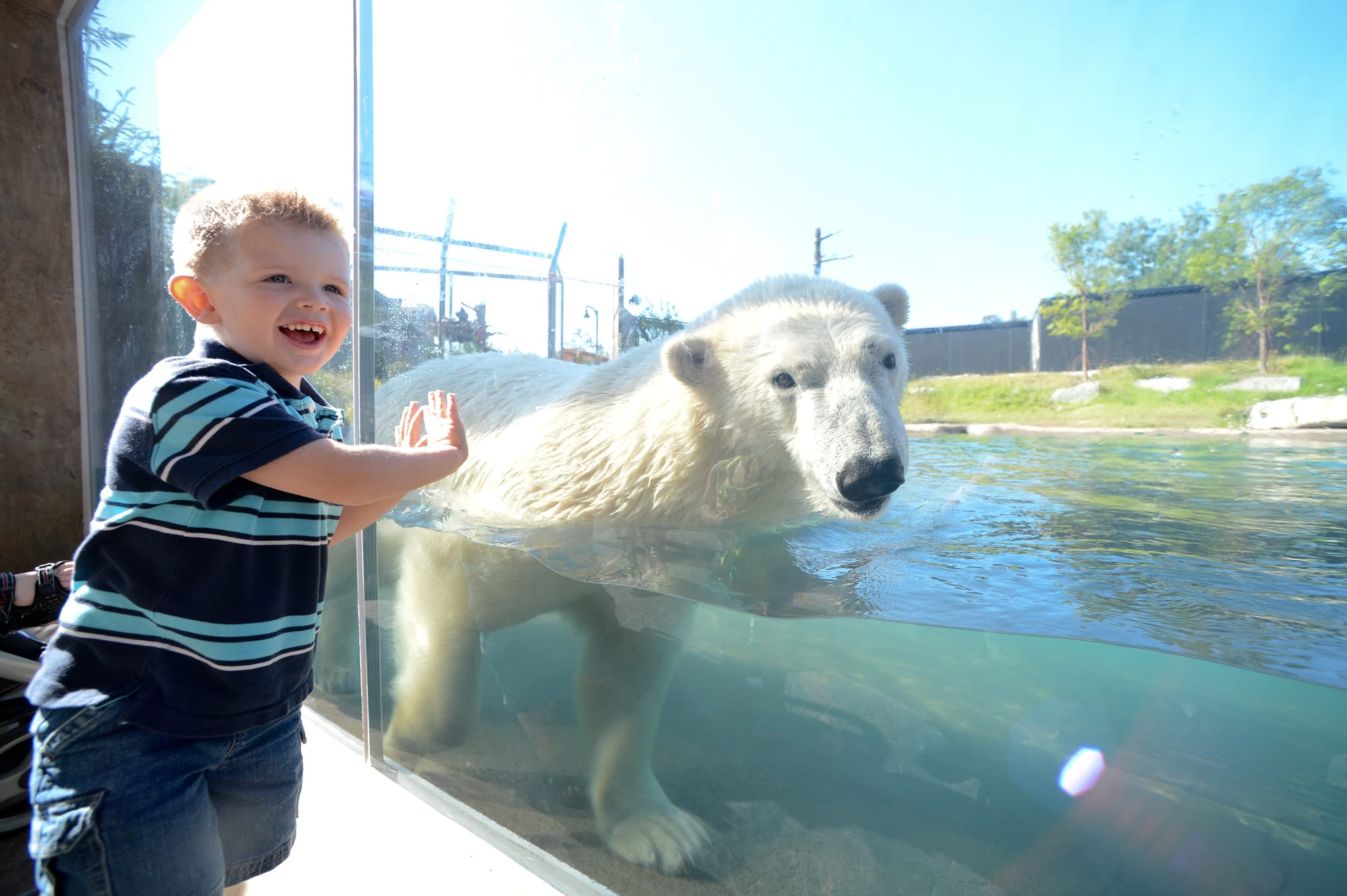 Boy looking at a polar bear at the Buffalo Zoo