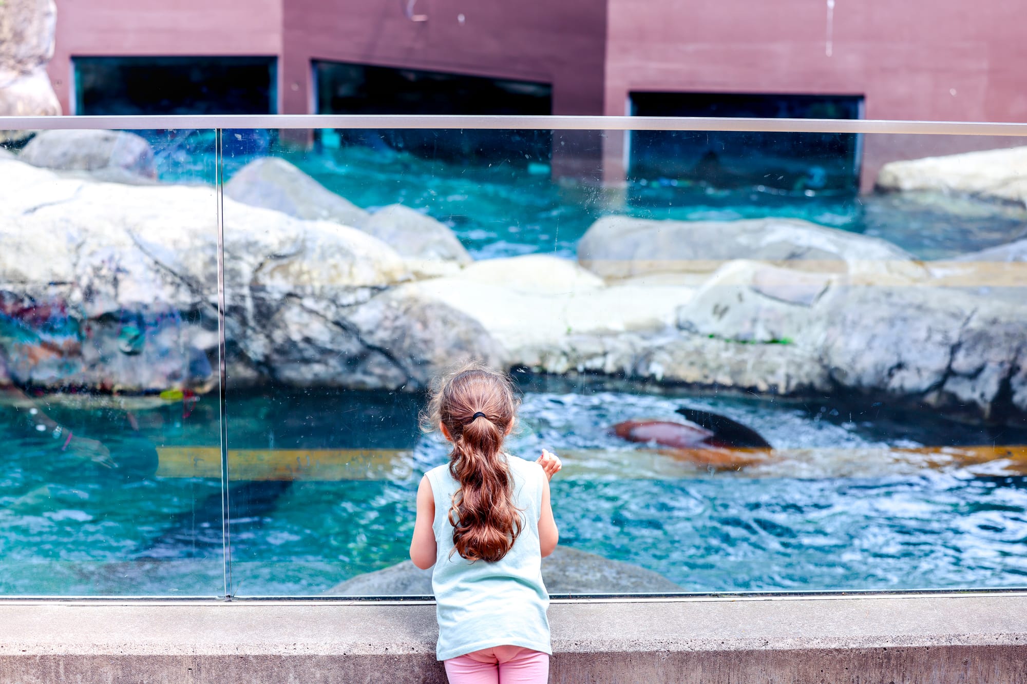 Child looking at animals at the Seneca Park Zoo