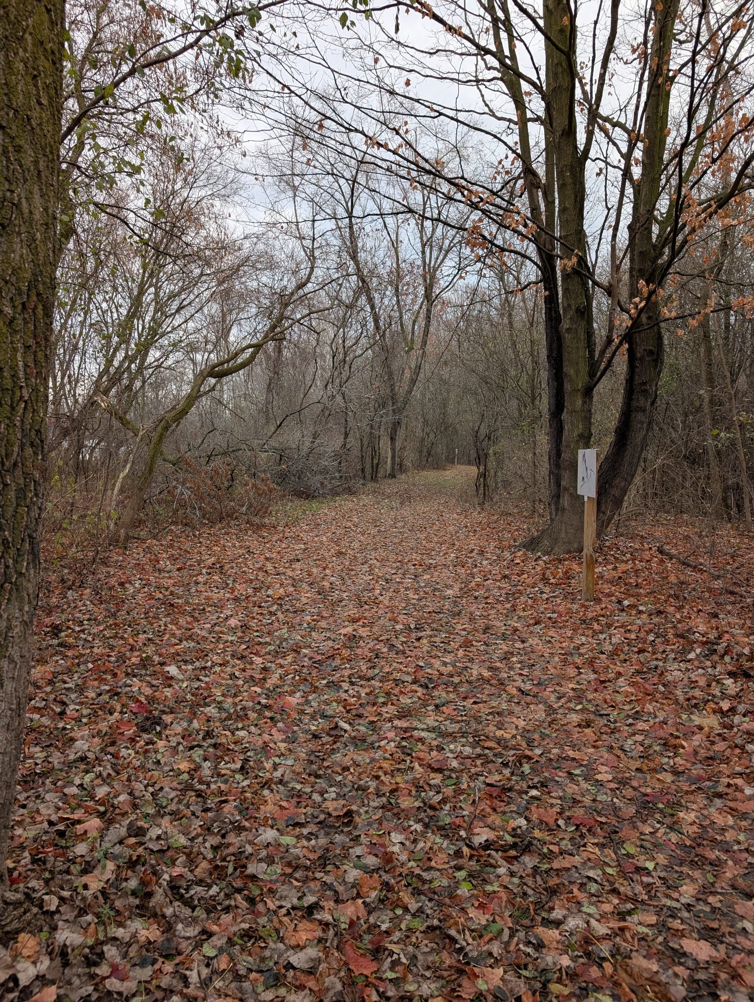 Leaves on the trail at Ontario Pathways Rail Trail
