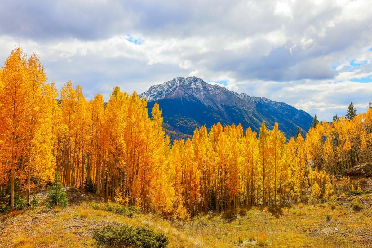 yellow fall trees with mountain in background near Durango
