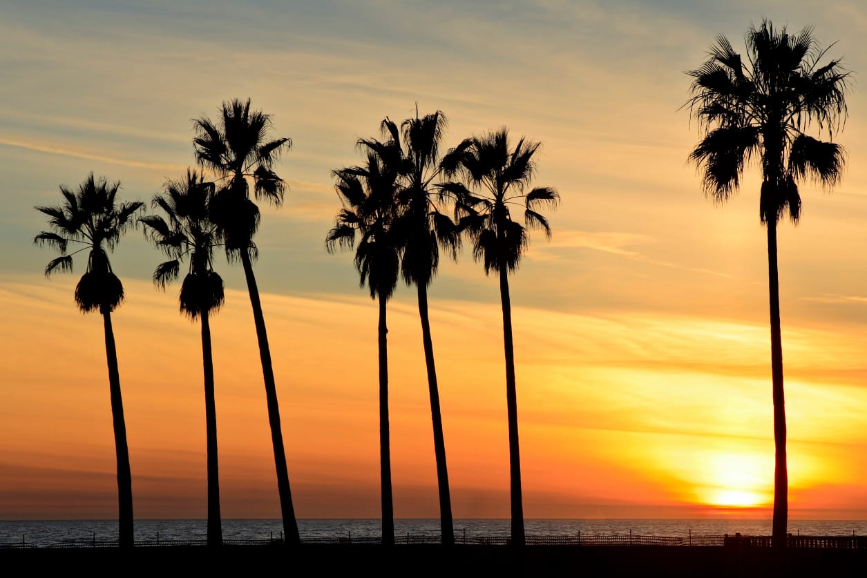 Palm trees at sunset