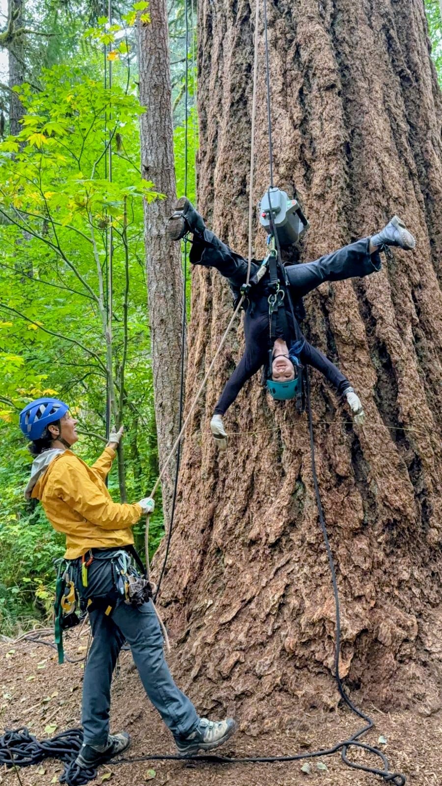 Woman Adaptive Tree Climbing in at Silver Falls State Park
