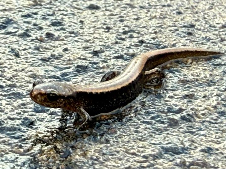 A grainy close up image of a small copper colored lizard (rough skinned newt) on wet concrete