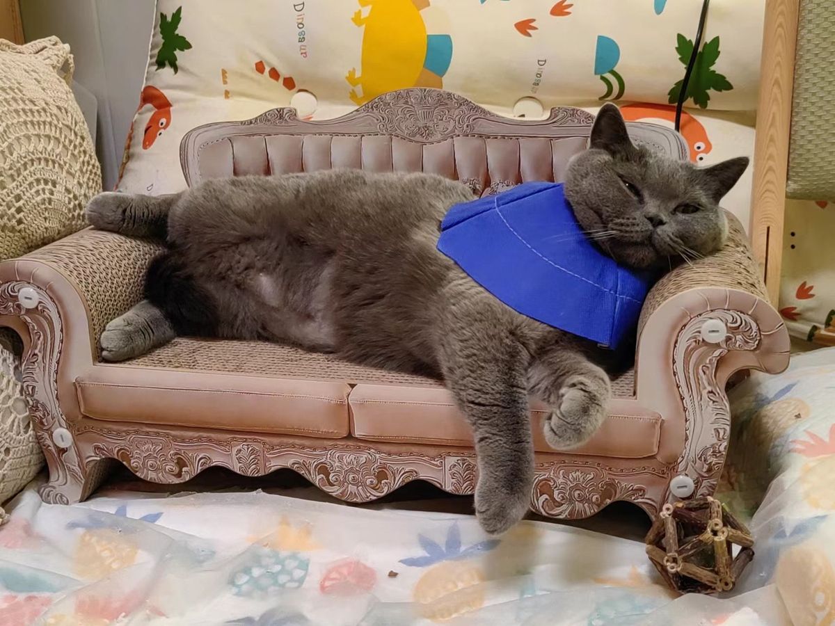 Zhang Xiaomi (张小咪)