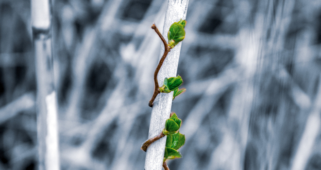 Photo of a small green vine climbing a stalk. But, only the vine is colorized while the rest of the image is desaturated.