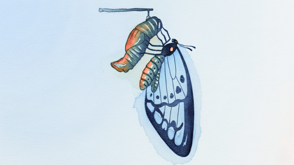 Watercolour image of a butterfly drying its wings after emerging from a chrysalis. 
