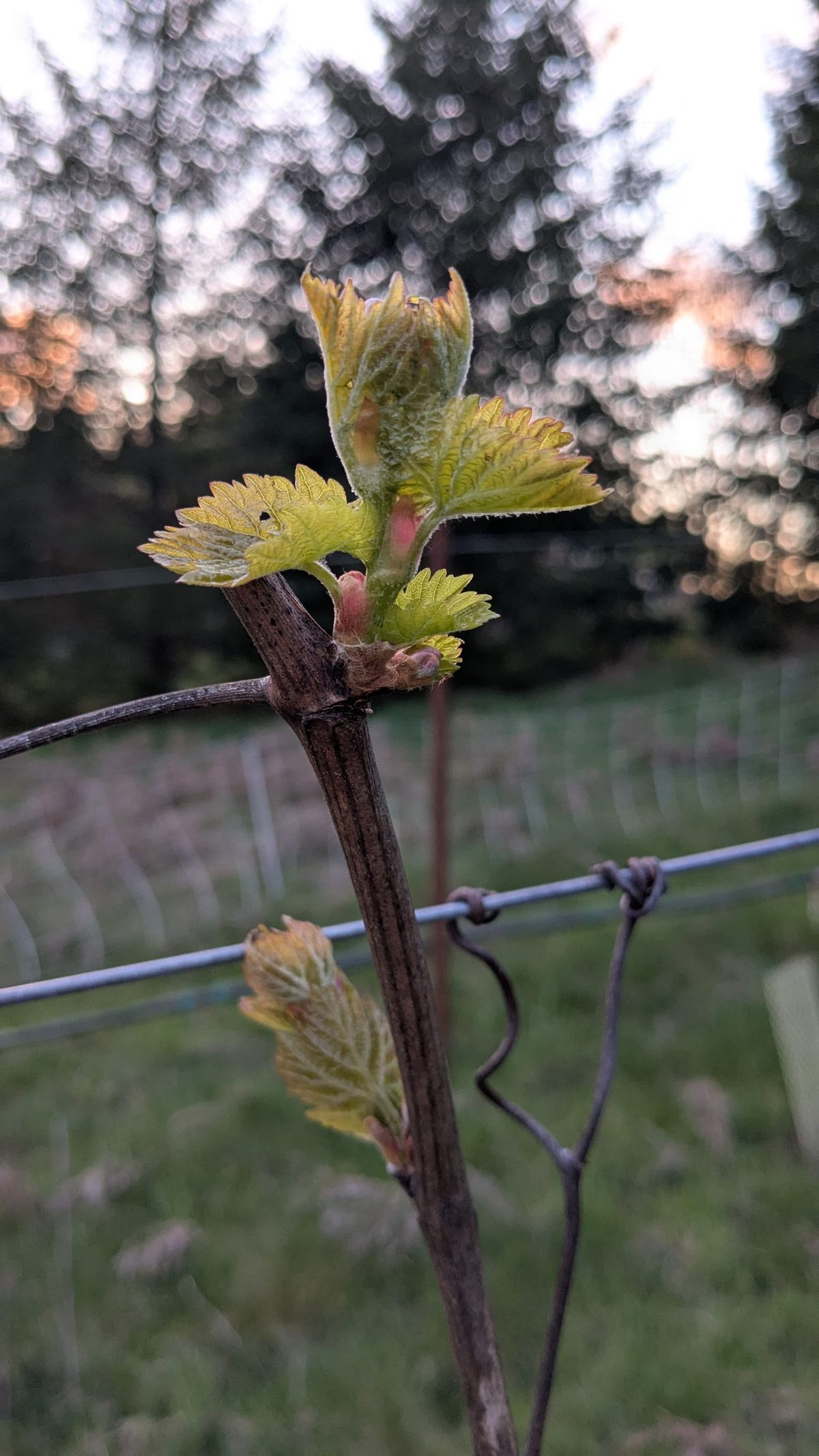 Threat of Frost