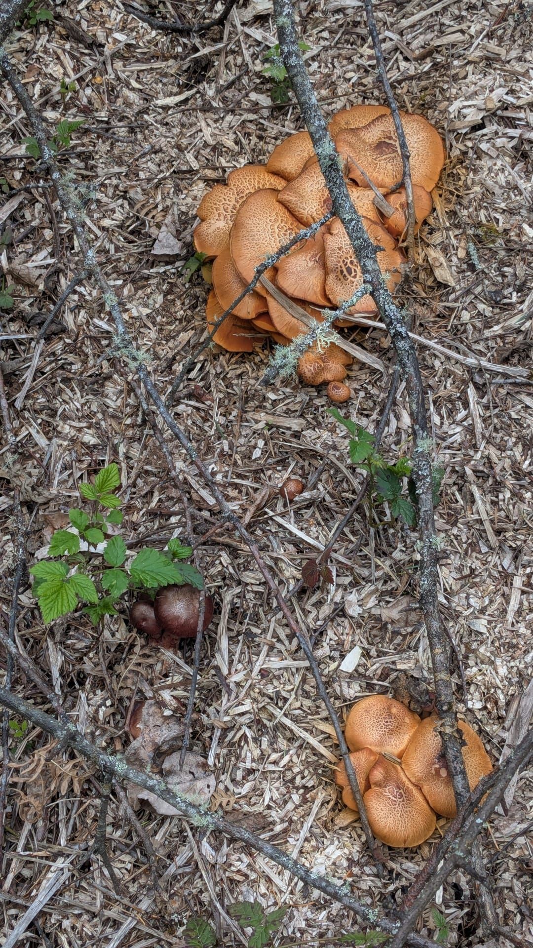 Mushrooms are a Good Thing™️