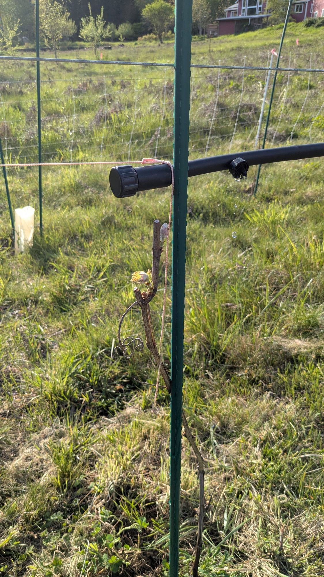 Biodiversity Challenge #1