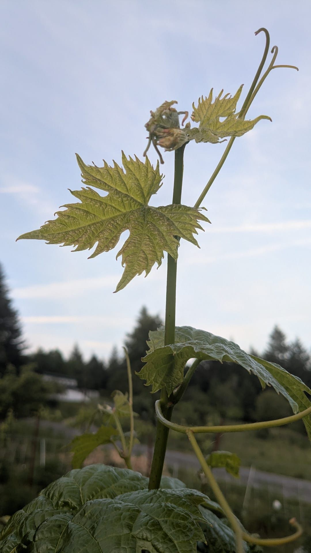 Great Growth