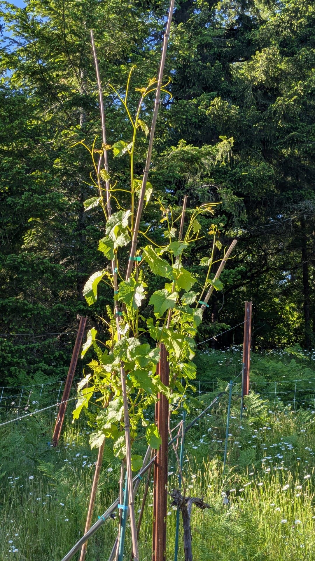 LaBelle on Tall Bamboo
