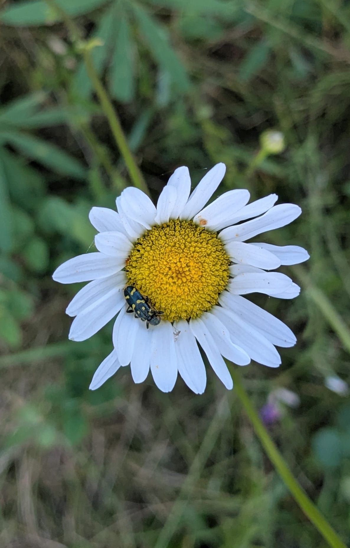 Ornate Checkered Beetle (Trichodes ornatus)