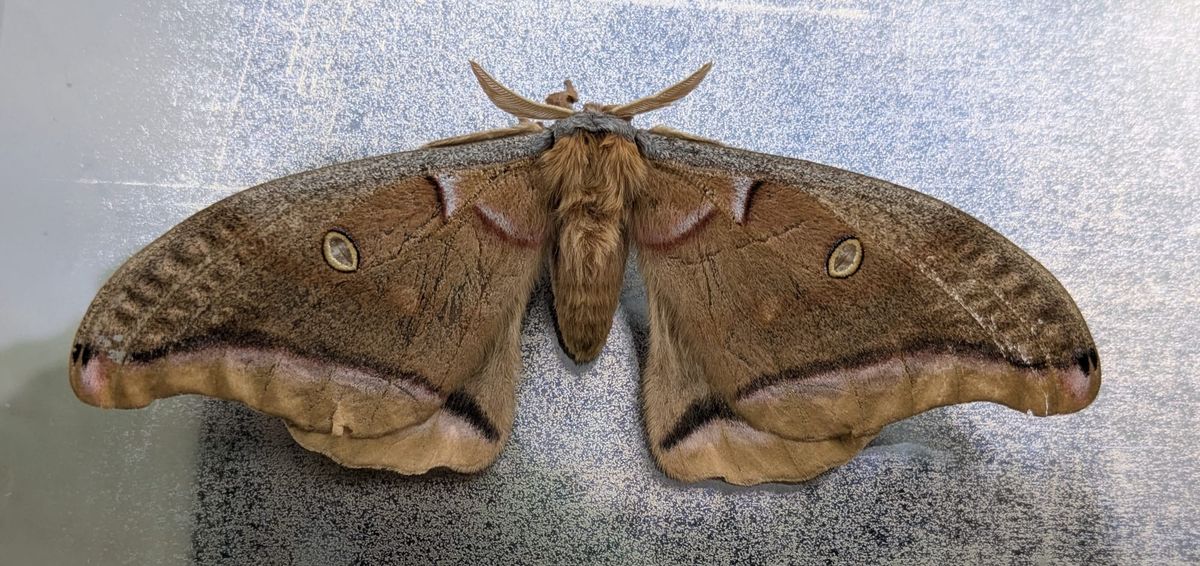 Polyphemous Moth