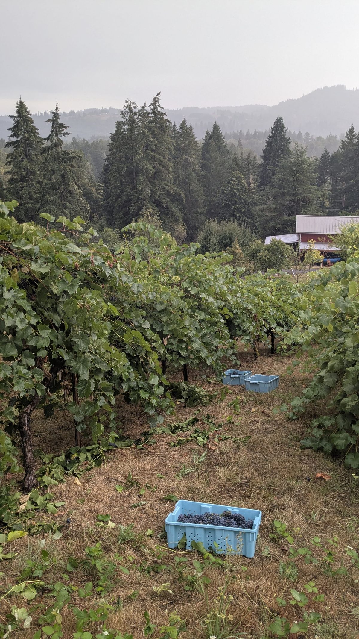 Harvest has Begun