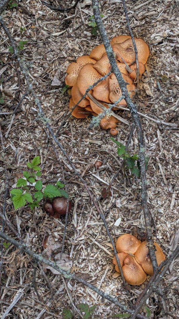 Mushrooms are a Good Thing™️