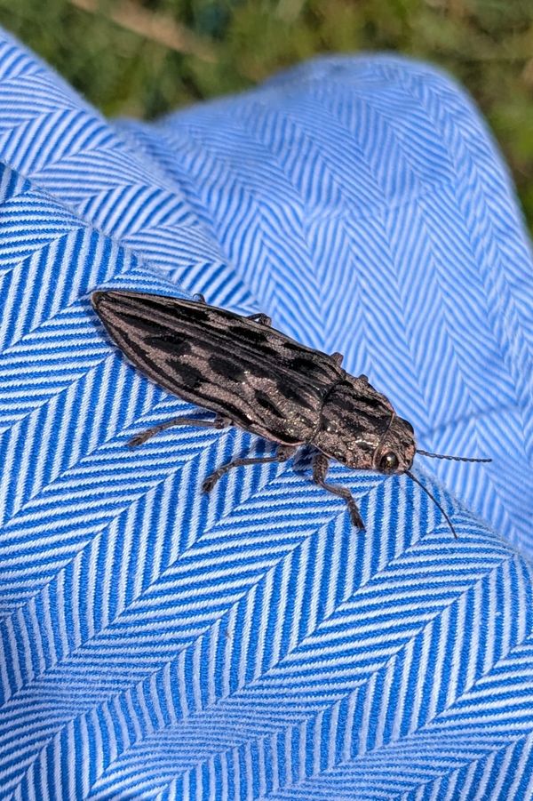 LARGE Bug