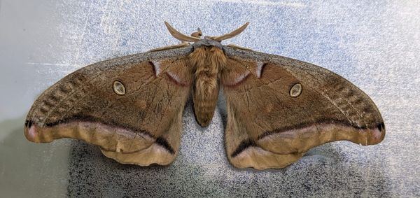 Polyphemous Moth