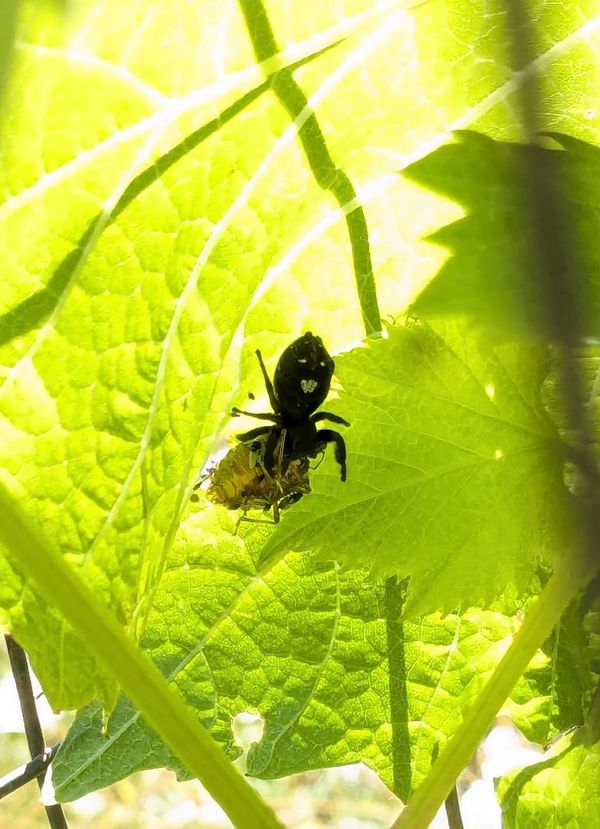 Bold Jumper spiders