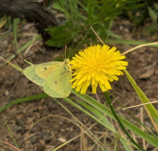 Clouded Sulphur (Colias philodice)