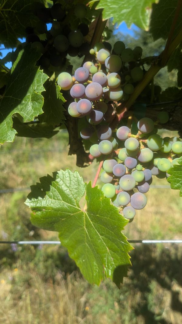 Veraison Begins