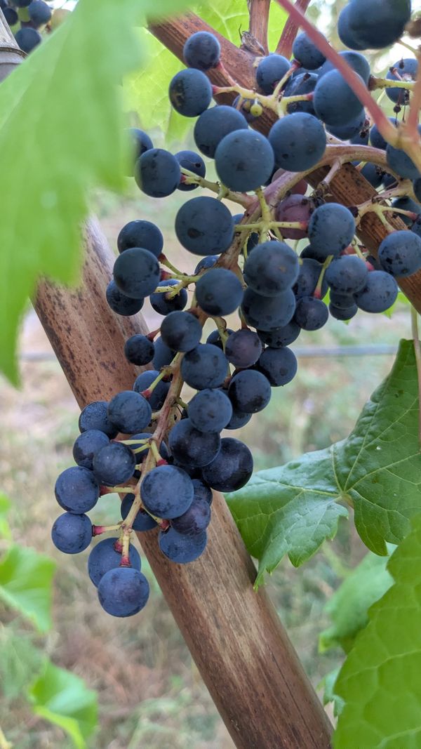 Veraison Progress 2 weeks on