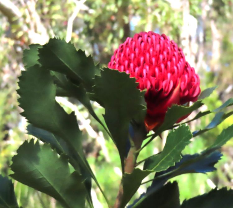 Berowra Wild Flowers Walk