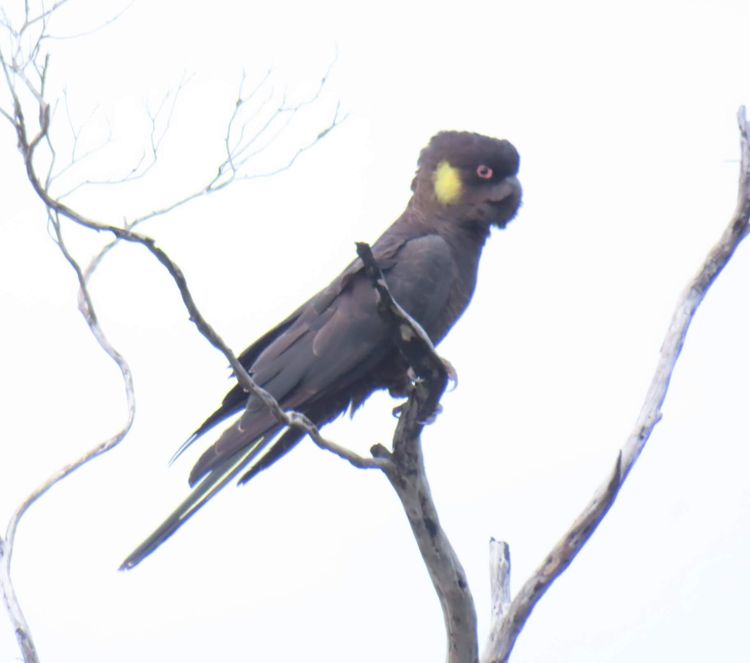 Black Cockatoos on North Head