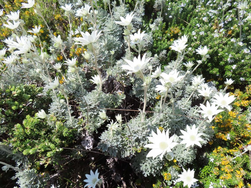 Cape Bailey Flannel Flowers