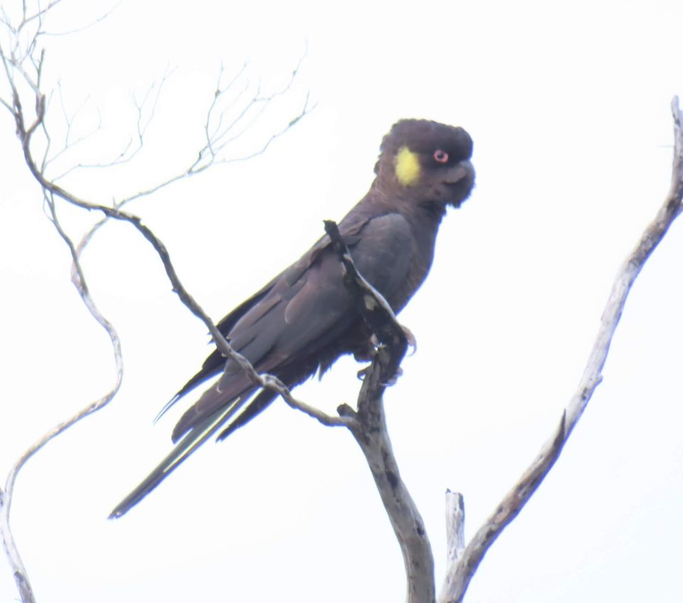 Black Cockatoos on North Head